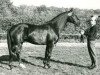 stallion Pacco I (Westphalian, 1987, from Paradox I)