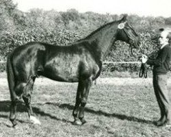 stallion Pacco I (Westphalian, 1987, from Paradox I 1697)