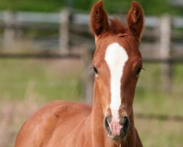 broodmare Paccofine (Westphalian, 2008, from Pacco II)