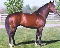 stallion Crimson Guard xx (Thoroughbred, 1992, from Danzig xx)