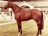 stallion Northern Baby xx (Thoroughbred, 1976, from Northern Dancer xx)