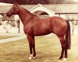 Deckhengst Northern Baby xx (Englisches Vollblut, 1976, von Northern Dancer xx)