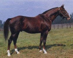 stallion Son Of Briartic xx (Thoroughbred, 1979, from Briartic xx)