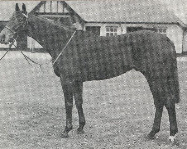 stallion Corby xx (Thoroughbred, 1972, from Round Table xx)