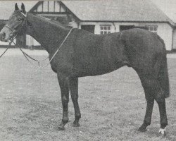 stallion Corby xx (Thoroughbred, 1972, from Round Table xx)