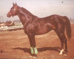 stallion Table Run xx (Thoroughbred, 1970, from Round Table xx)