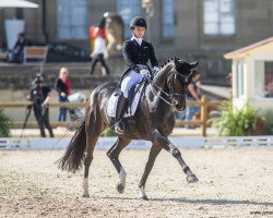 dressage horse DSP Dauphin (German Sport Horse, 2009, from Damon Hill)