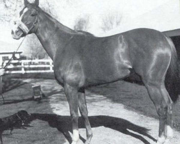 Pferd Moccasin xx (Englisches Vollblut, 1963, von Nantallah xx)