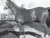 broodmare Moccasin xx (Thoroughbred, 1963, from Nantallah xx)