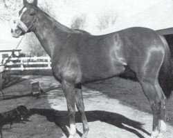 broodmare Moccasin xx (Thoroughbred, 1963, from Nantallah xx)