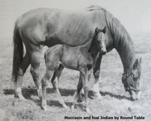 Pferd Indian xx (Englisches Vollblut, 1969, von Round Table xx)