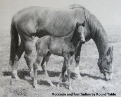 horse Indian xx (Thoroughbred, 1969, from Round Table xx)