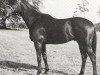 stallion Free Round xx (Thoroughbred, 1972, from Round Table xx)