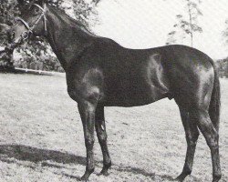 stallion Free Round xx (Thoroughbred, 1972, from Round Table xx)