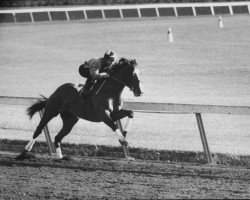 stallion Ridan xx (Thoroughbred, 1959, from Nantallah xx)