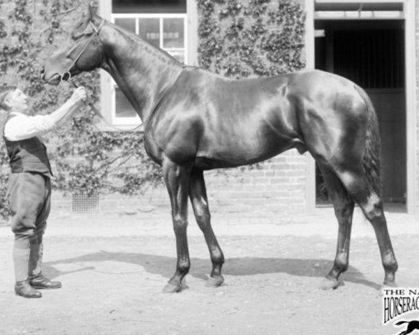 stallion Sir Cosmo xx (Thoroughbred, 1926, from The Boss xx)
