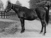 broodmare Knight's Daughter xx (Thoroughbred, 1941, from Sir Cosmo xx)