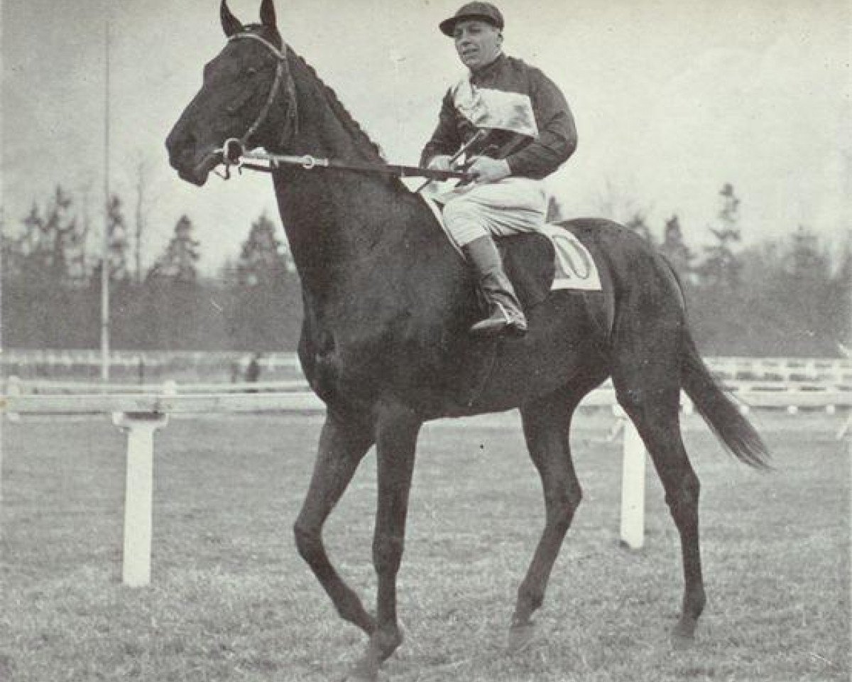 Deckhengst Prince Rose xx (Englisches Vollblut, 1928, von Rose Prince xx)