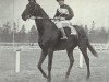 Pferd Prince Rose xx (Englisches Vollblut, 1928, von Rose Prince xx)