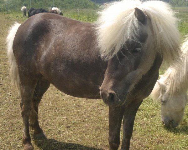 Zuchtstute Lena (Dt.Part-bred Shetland Pony, 2010, von Ramiro)