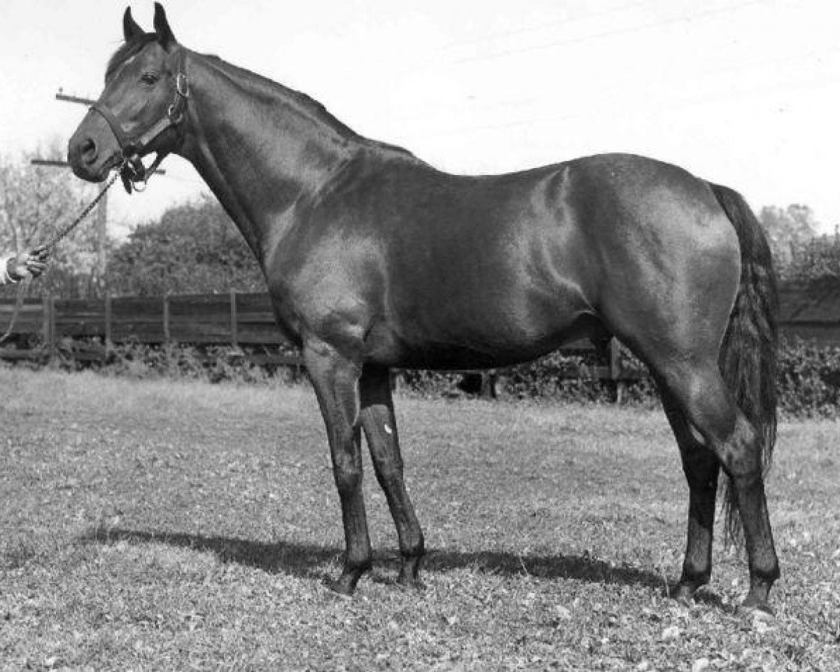 stallion Princequillo xx (Thoroughbred, 1940, from Prince Rose xx)