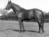 stallion Princequillo xx (Thoroughbred, 1940, from Prince Rose xx)