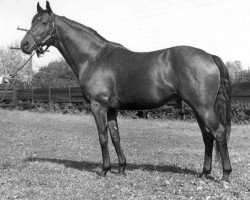 stallion Princequillo xx (Thoroughbred, 1940, from Prince Rose xx)