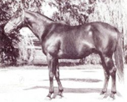 stallion Poker xx (Thoroughbred, 1963, from Round Table xx)