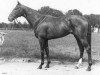 stallion King Pellinore xx (Thoroughbred, 1972, from Round Table xx)