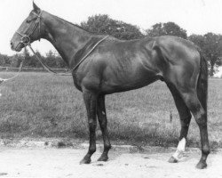 stallion King Pellinore xx (Thoroughbred, 1972, from Round Table xx)