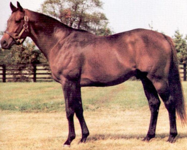 stallion King's Bishop xx (Thoroughbred, 1969, from Round Table xx)
