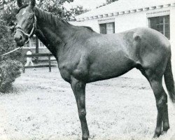 stallion Bald Eagle xx (Thoroughbred, 1955, from Nasrullah xx)