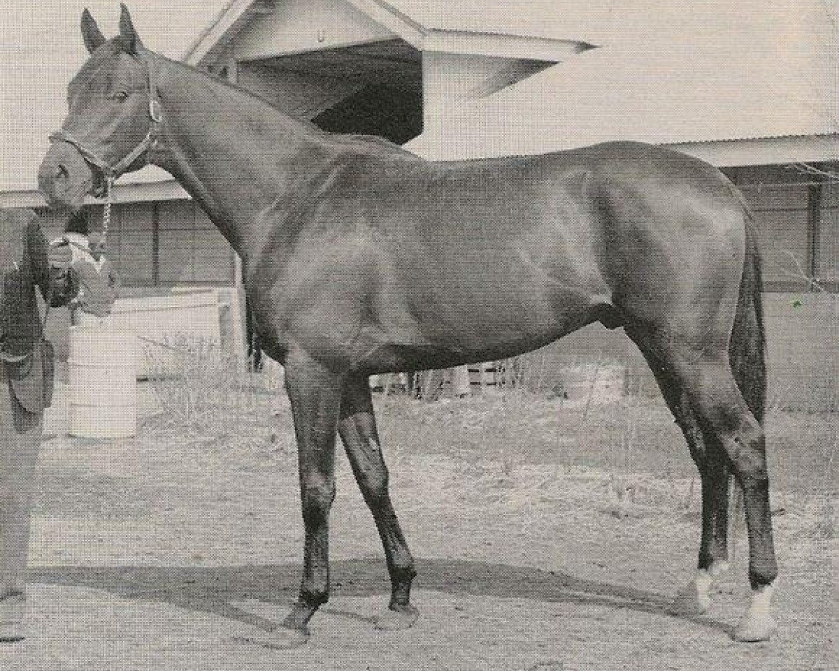 stallion Iron Liege xx (Thoroughbred, 1954, from Bull Lea xx)