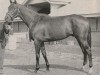 stallion Iron Liege xx (Thoroughbred, 1954, from Bull Lea xx)