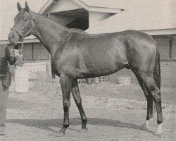 stallion Iron Liege xx (Thoroughbred, 1954, from Bull Lea xx)