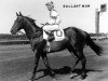 stallion Gallant Man xx (Thoroughbred, 1954, from Migoli xx)