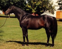 stallion Advocator xx (Thoroughbred, 1963, from Round Table xx)