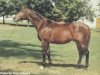 stallion Apalachee xx (Thoroughbred, 1971, from Round Table xx)