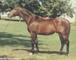 stallion Apalachee xx (Thoroughbred, 1971, from Round Table xx)