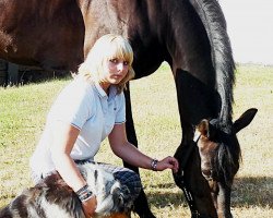 dressage horse Rustinoh (Westphalian, 2000, from Rheingau)