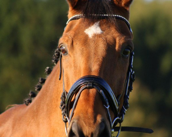 Springpferd Grand Cru (Trakehner, 1999, von Kadre Noir)