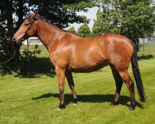 broodmare Grace (Senner horse, 2001, from Troupier x)