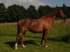 broodmare Thea (Senner horse, 1988, from Tallis AA)