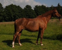 broodmare Thea (Senner horse, 1988, from Tallis AA)