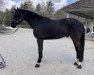 jumper Ko Komo (Oldenburg show jumper, 2015, from Kannan)