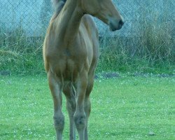 Springpferd Sam (Senner Pferd, 2013, von Namour)