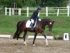 dressage horse Hazel (Trakehner, 2005, from Kapriolan F)