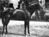 stallion Nesus AA (Anglo-Arabs, 1944, from Nid d'Or AA)