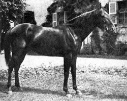 stallion Nesus AA (Anglo-Arabs, 1944, from Nid d'Or AA)