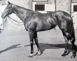 broodmare Stilvi xx (Thoroughbred, 1969, from Derring-Do xx)